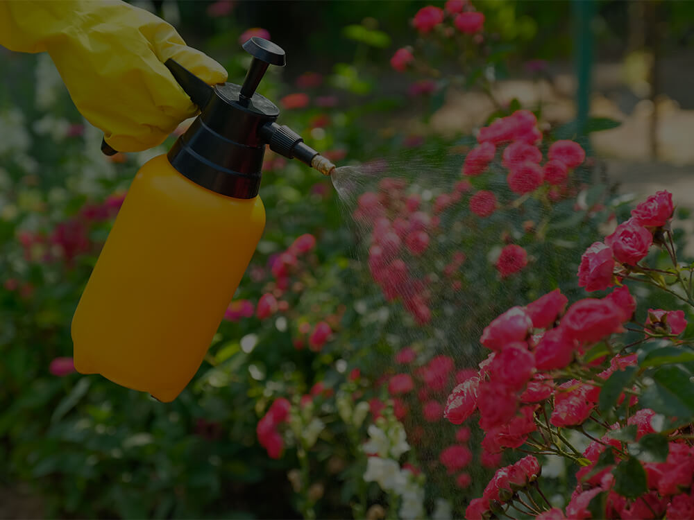 Lawn Pest Control