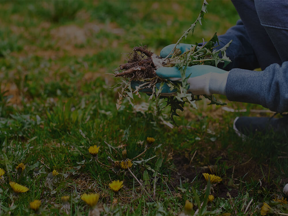 Weed Control
